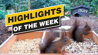 Highlights Of The Week - April 2024 - Week 15 🌻