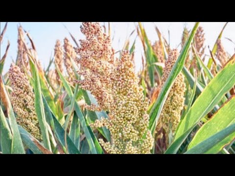 Хлебное сорго злак