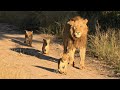 Othawa lion coalition of Sabi Sands