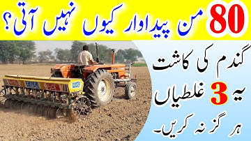 Wheat cultivation complete guide | Wheat farming in India and Pakistan