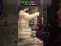 Ranking Funniest Cat Moments