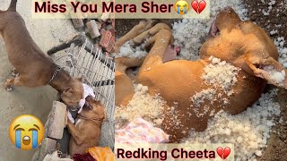 Redking Ki Last Vidio😭 screenshot 4