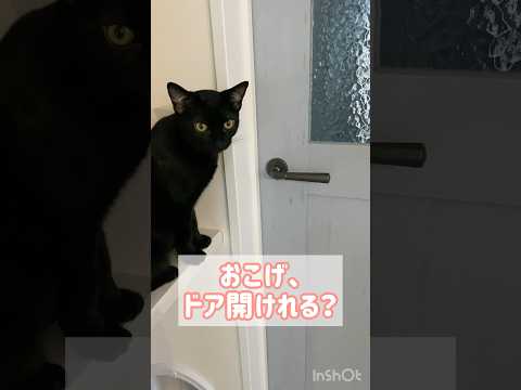 天才黒猫　#ボンベイ #子猫 #猫のいる暮らし #猫のいる生活 #cat #bombay #ねこ動画 #猫好きさんと繋がりたい #賢い猫 #かわいい #癒やし