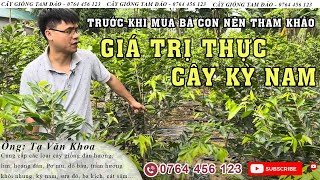 Giá Trị Thực Tế Của Cây Kỳ Hải Nam Bà Con Cần Quan Tâm Trước Khi Mua 0764 456 123