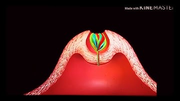 Sistem Indera Pengecapan: Kenapa lidah kita bisa membedakan rasa?