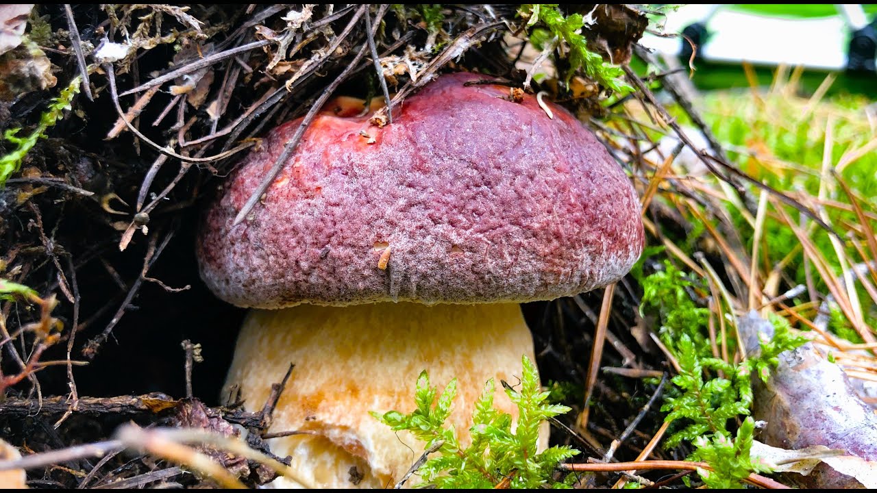 ПОЇХАВ ЗА БОРОВИКОМ А НАЗБИРАВ ТРИ КОРЗИНИ ЖИРНИХ ПОЛЯКІВ!!! - YouTube