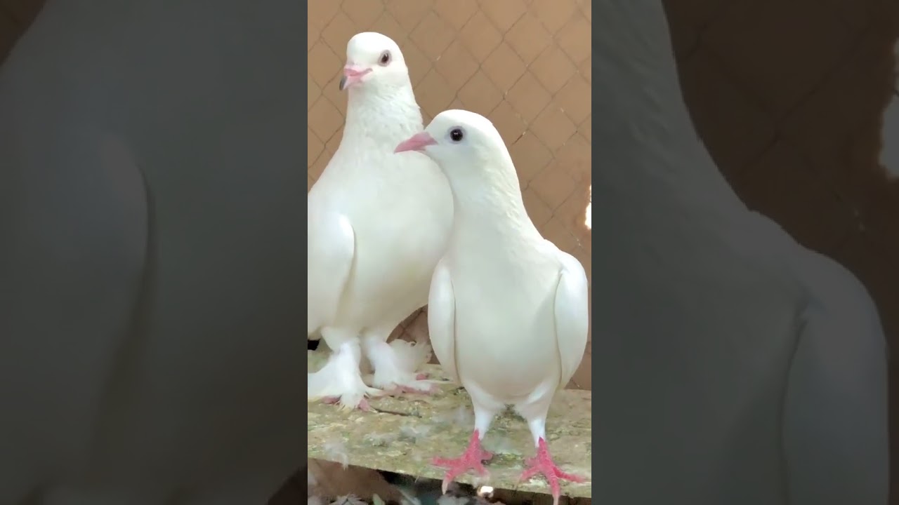 Piegons attitude||White piegons Black Eyes|| Top Breeds|| 