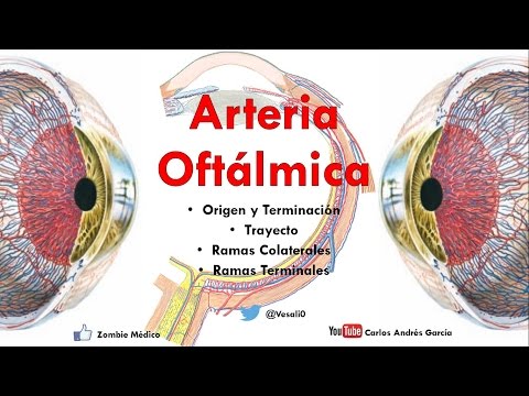 Anatomía - Arteria Oftálmica y Circuitos del Ojo (Origen, Trayecto, Ramas Colaterales y Terminales)