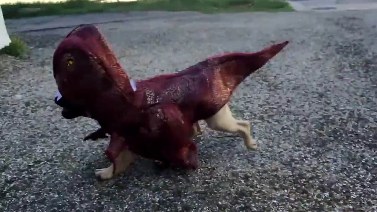 Raptor Dog Costume - YouTube