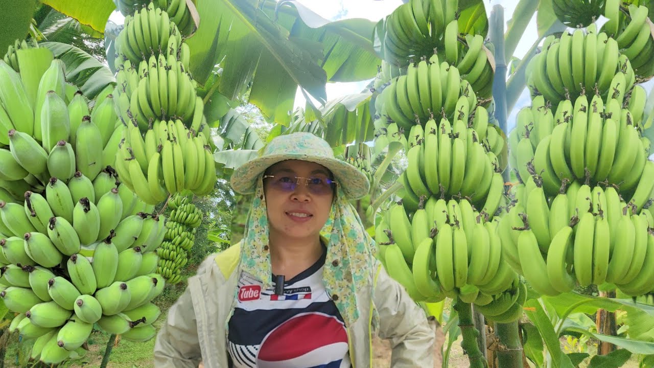 อลังการงานกล้วย!! 3 ไร่มีทุกสายพันธุ์. สร้างรายได้ดีมาก!!