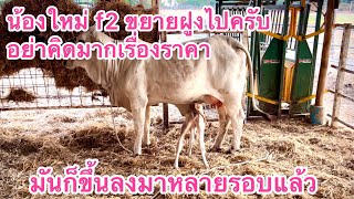 ราคาเคยขึ้นลงมาหลายรอบแล้วรอบนี้ก็เช่นกัน ขยายฝูงไปครับ,calf, Brahman,Ranch