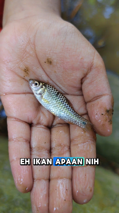 Ikan apakah ini?