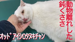 ねこ オッドアイのシニアコネコチャン、猫の電動おもちゃに囲まれる