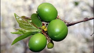 Antalyanın Can Eriği Tadımlık Resimi