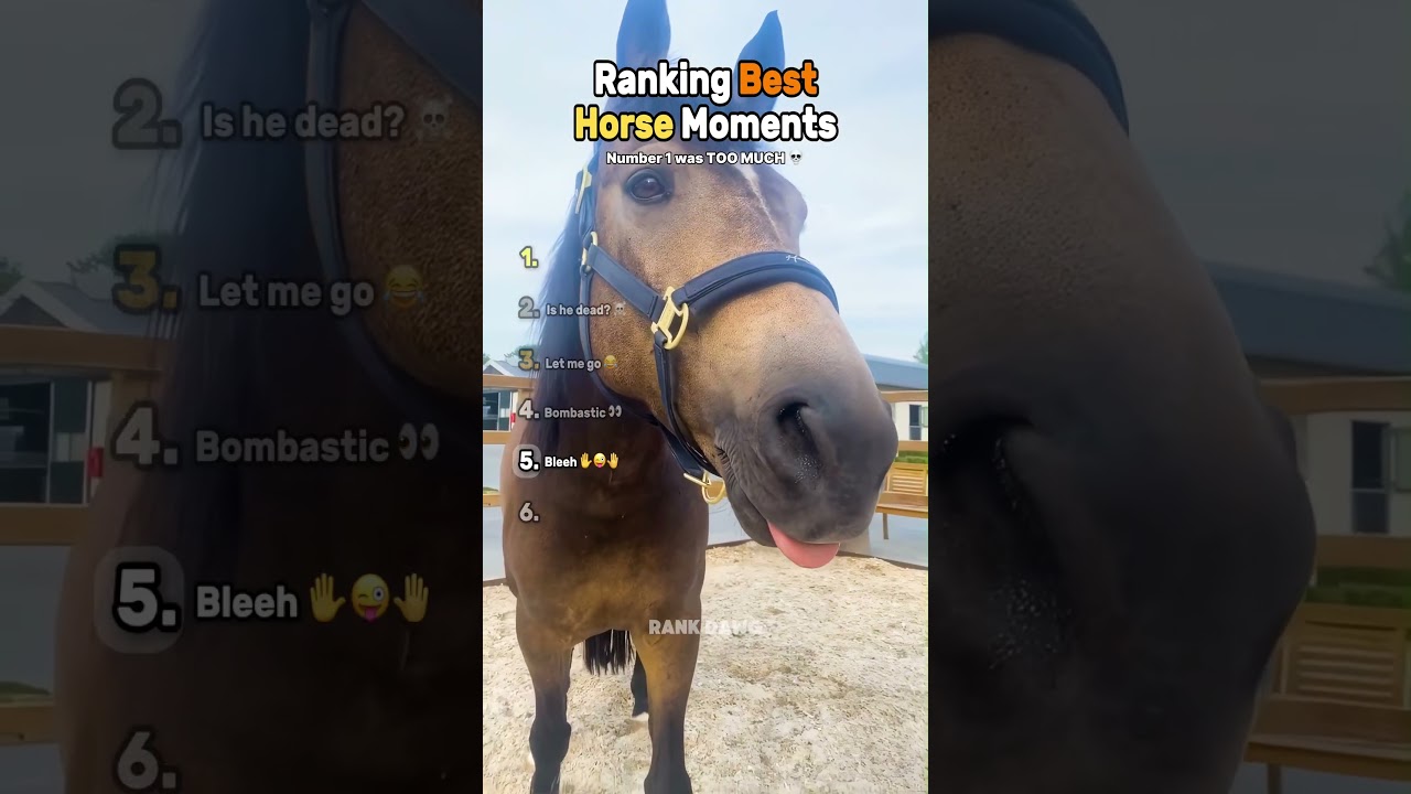 Ranking Best Horse Moments (Part 2)🐴