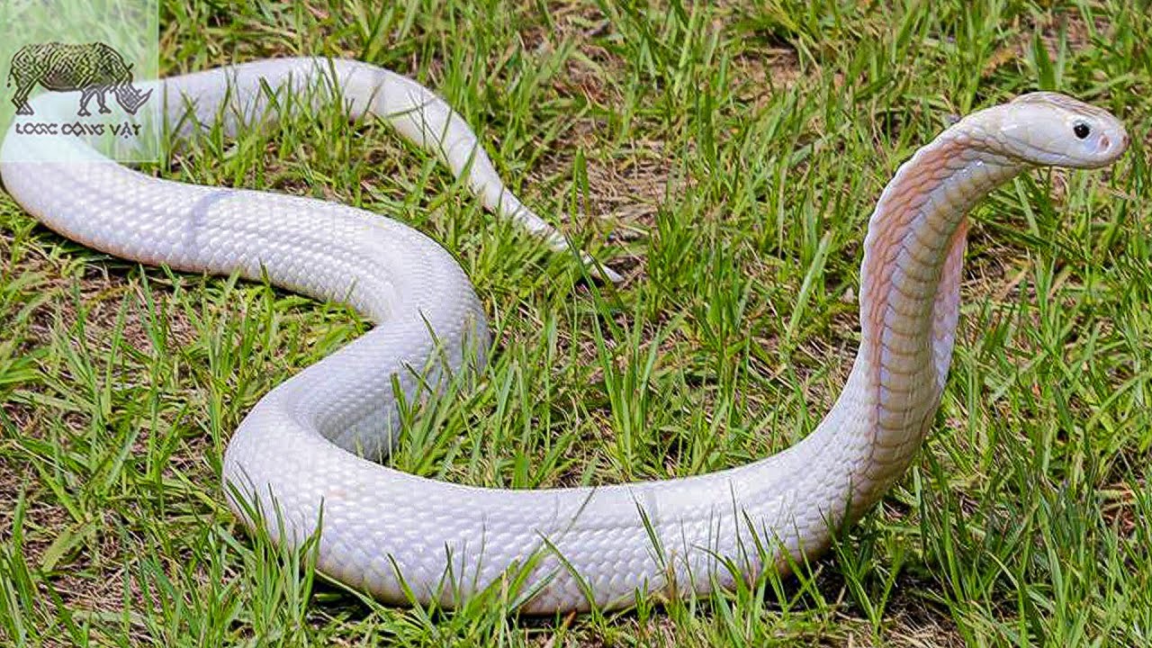 🔥 Top 10 Loài Rắn Hiếm Và Kì Lạ Nhất Trên Thế Giới!