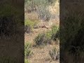 Woman Hunter vs Coyotes | #shortsvideo #shorts #shortsviral #short