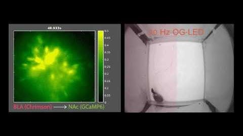 nVoke: Simultaneous imaging & optogenetics during place preference