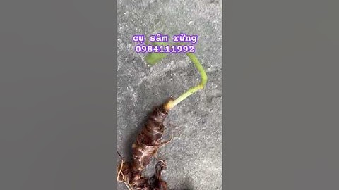 cụ sâm rừng #sâm_ngọc_linh_rừng #sâm_ngọc_linh #sâm_lai_châu_rừng