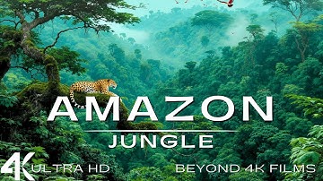 The Amazon 4K: Scenic Wildlife Film With Calming Music
