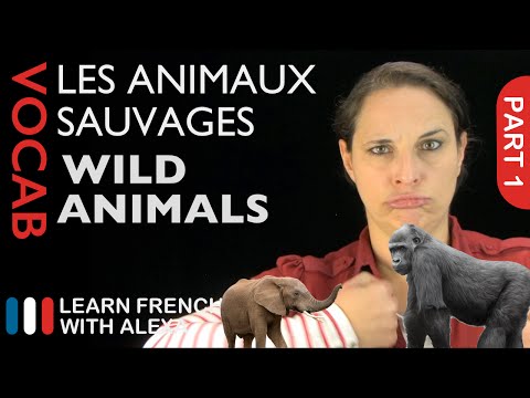 Wild Animals in French Part 1 (basic French vocabulary from Learn French With Alexa)