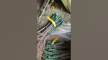 Today is June 8, 2022 and we are preparing the dormant grape vines for planting.