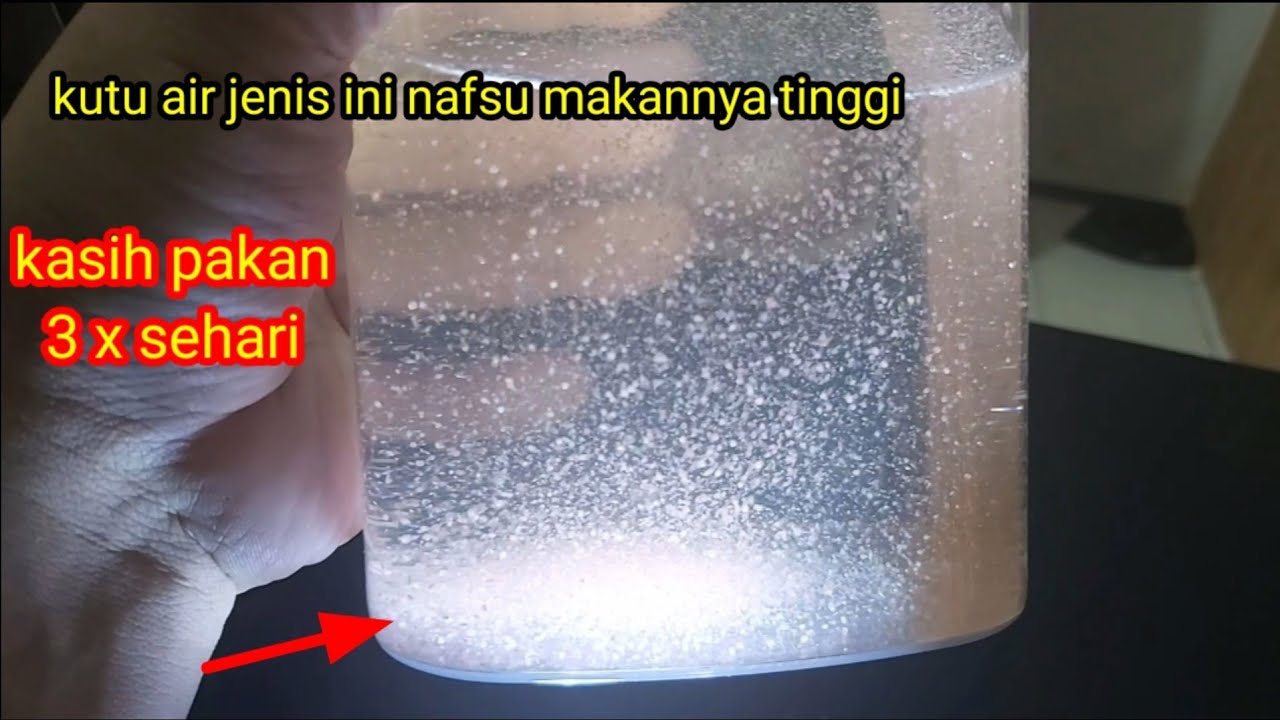 ternak kutu air moina macrocopa~nafsu makannya tinggi...