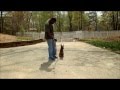 Android the Malinios Advanced Obedience. Master Christian Dog Training Atlanta Android the Malinios Advanced Obedience. Master Christian Dog Training Atlanta