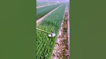 The process of cutting green onion leaves = good tools can increase efficiency