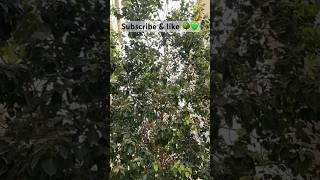 Peepal Tree?? bodhitree gogreen treesmedicines peepal leaves