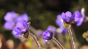 قراءة القرآن الكريم ما تيسر من سورة الأعلي