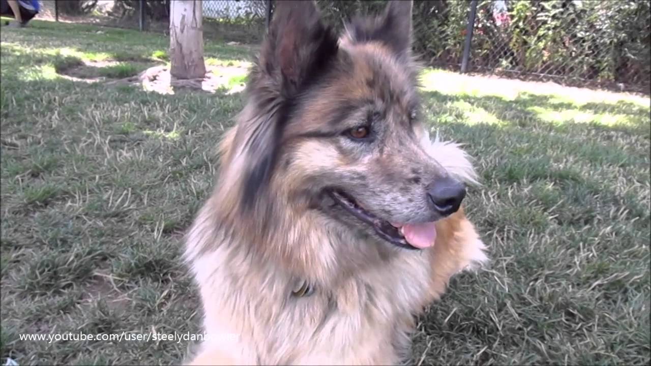 71615 Dogs at Hondo Dog Park Hillsboro, OR YouTube