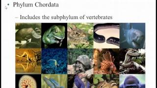 Bio 112 Chapter 17 (Part 2): Evolution of Animals