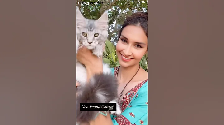 Watch the video about Silver Maine Coon boy kitten