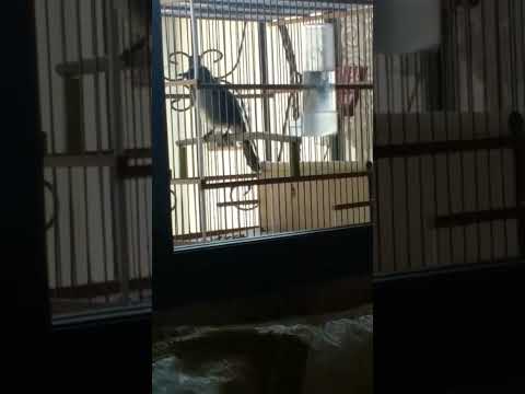 البلبل بصوت العندليب