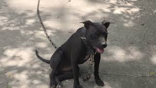 Eliblood Kennels Presents Pedigree Breakdown 62625