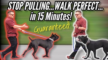 How to STOP your DOG PULLING on LEASH...GUARANTEED!  / / Dog Trainer
