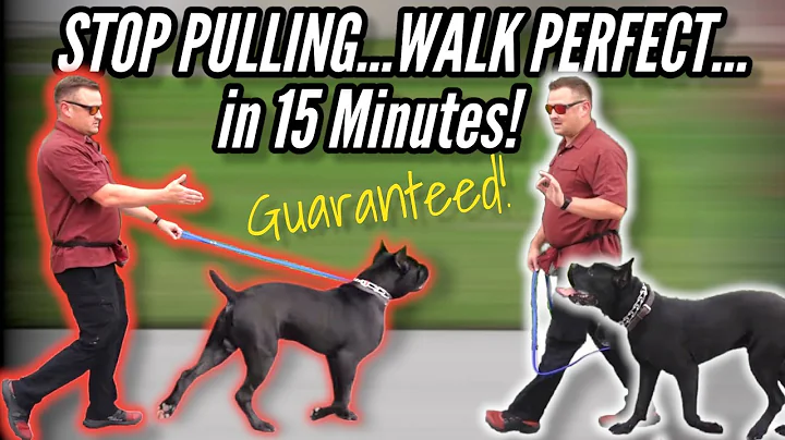 How to STOP your DOG PULLING on LEASH...GUARANTEED!  / / Dog Trainer's Secret Revealed - DayDayNews