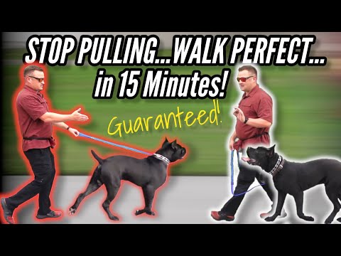 How to STOP your DOG PULLING on LEASH...GUARANTEED!  / / Dog Trainer's Secret Revealed