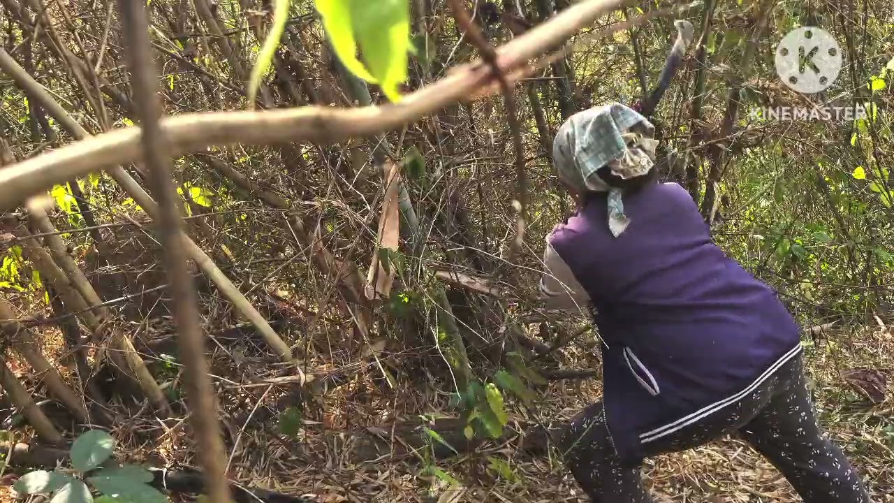 Noj sus tas rov mus luaj teb dua xwb