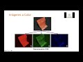 03 procesamiento de imgenes adquisicin y segmentacin a color simple