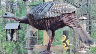 Surprising visitor! Wild Turkey makes leap up to Woods' Edge!  Nunica, MI