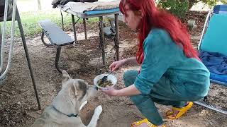 How I feed my dogs - pt3 - veggies
