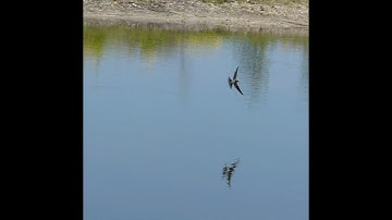 Zwaluwen drinken al vliegend