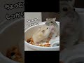 我が子を食卓変わりに使用する母　#のえる #ジャンガリアンハムスター #ジャンガリアン #ハムスター #ハムスター赤ちゃん #ソイラテ