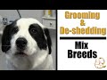 Grooming & De-shedding |  Mixed Breeds