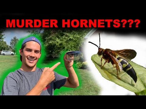 Video: Cicada Wesp Hunters - Hoe Cicada Killer Wasp onder controle te houden