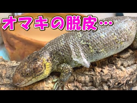 マツカサトカゲ脱皮殻　超激レア❗️ マツカサトカゲ脱皮殻 超激レア❗️2公式 ストア