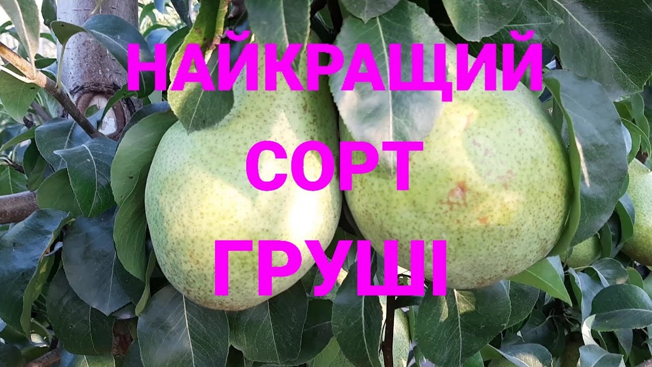 Груша Бере. Ксена, Яблунівська, Стрийська, Сніжка, Вижниця. - YouTube