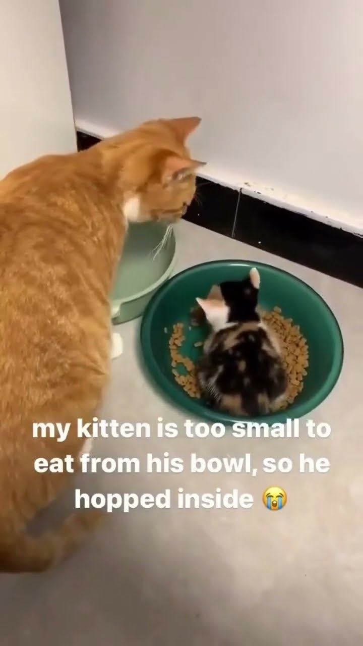 Bro so smol he started like yeah let me just hop inside